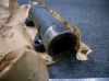 Picture of MANIFOLD GP-EXHAUST