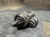 Picture of Starter Motor 12V